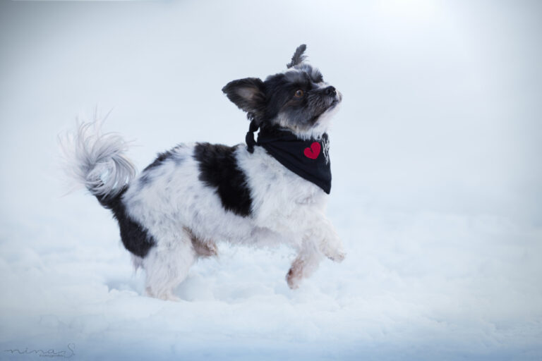 Ein kleiner grau weißer Hund hüpft durch den Schnee.