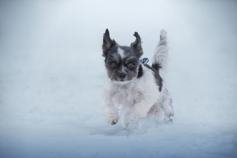 Ein kleiner grau weißer Hund rennt durch den Schnee.