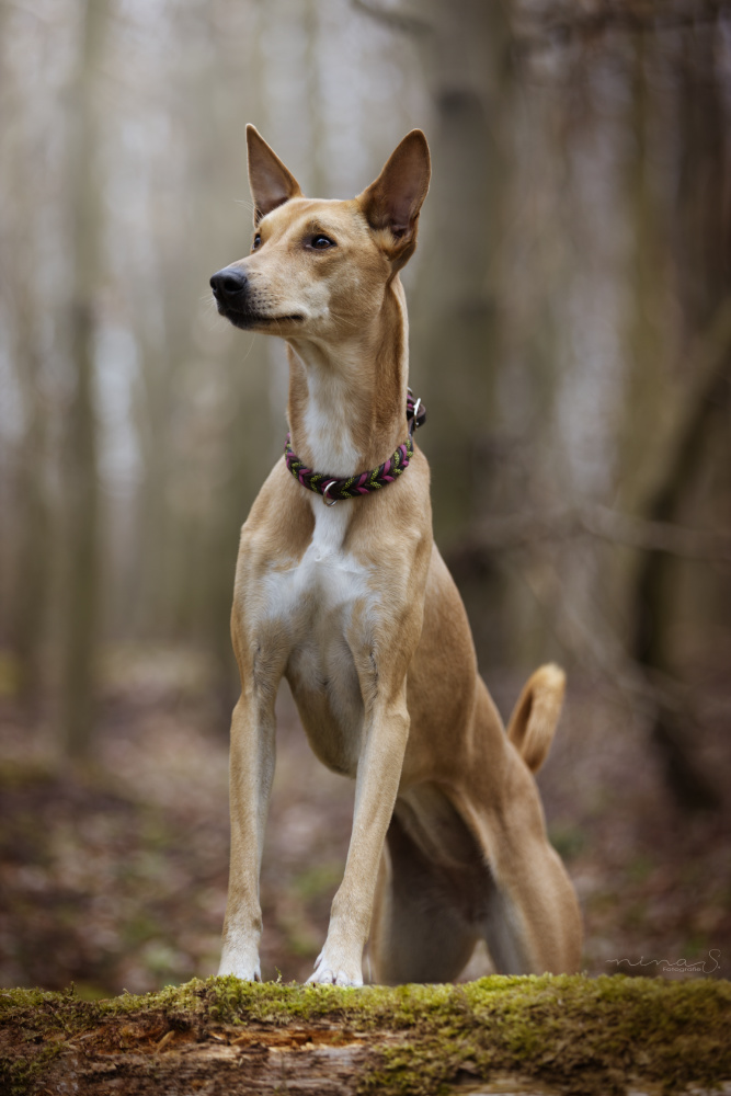 Eine rot-braune Hündin steht mit den Vorderbeinen auf einem mit Moos bewachsenem Baumstamm. Ein Hundeportrait im Wald mit.