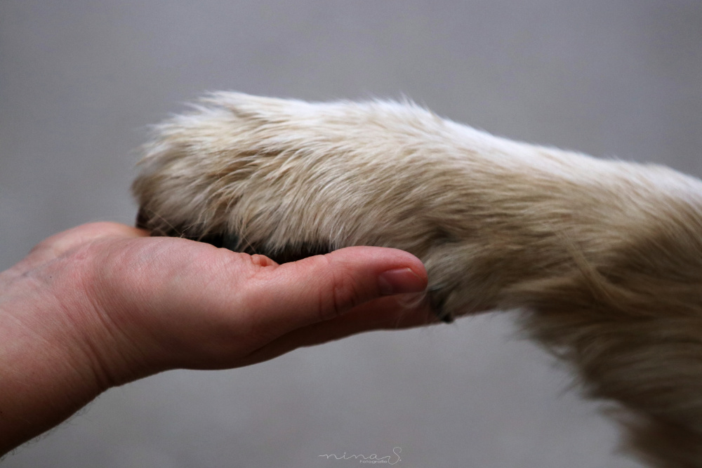 Eine Hund legt seine Pfote in die Hand seines Menschen. Hundefotografie mit Liebe zum Detail.
