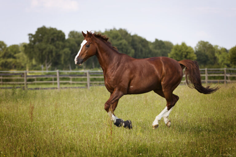 Ein Pferd galoppiert über eine Wiese. Freilaufbilder von deinem Pferd.
