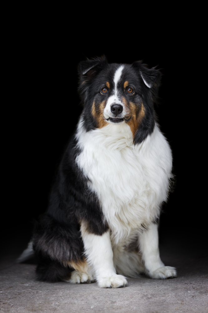 Ein elegantes Hundeportrait vor schwarzem Hintergrund. Zeitlos und schlicht mit dem Fokus auf deinem Tier.