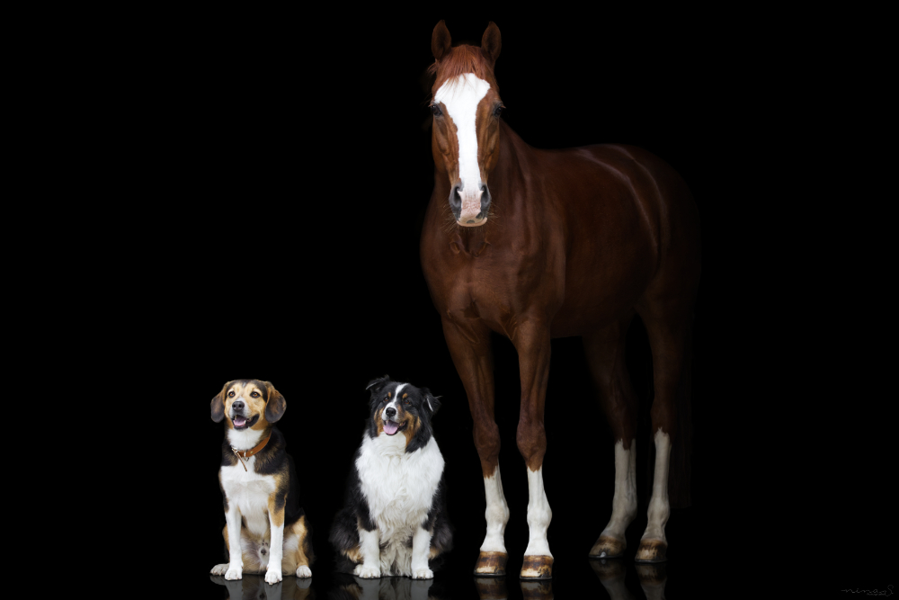 Zwei Hunde sitzen neben einem Pferd vor schwarzem Hintergrund. Elegante Fotos von allen deinen Tieren vereint